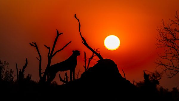 Cheetah on Termite mound at sunset thumbnail