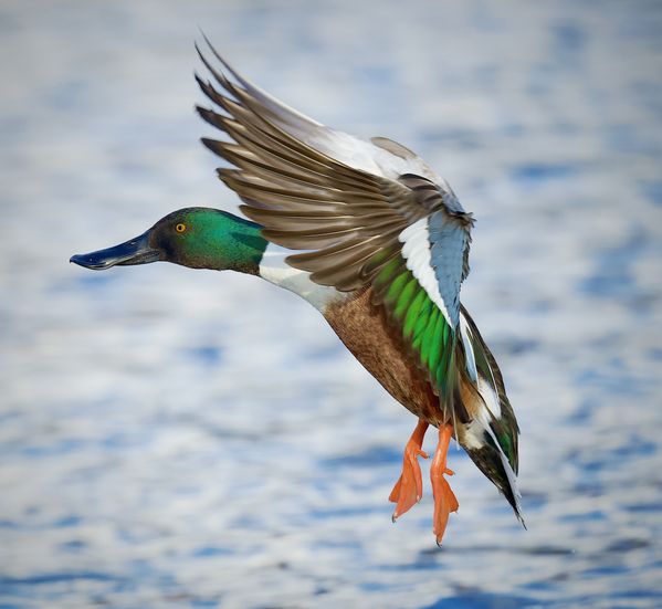 Male Northern Shoveler Making his Landing ! thumbnail