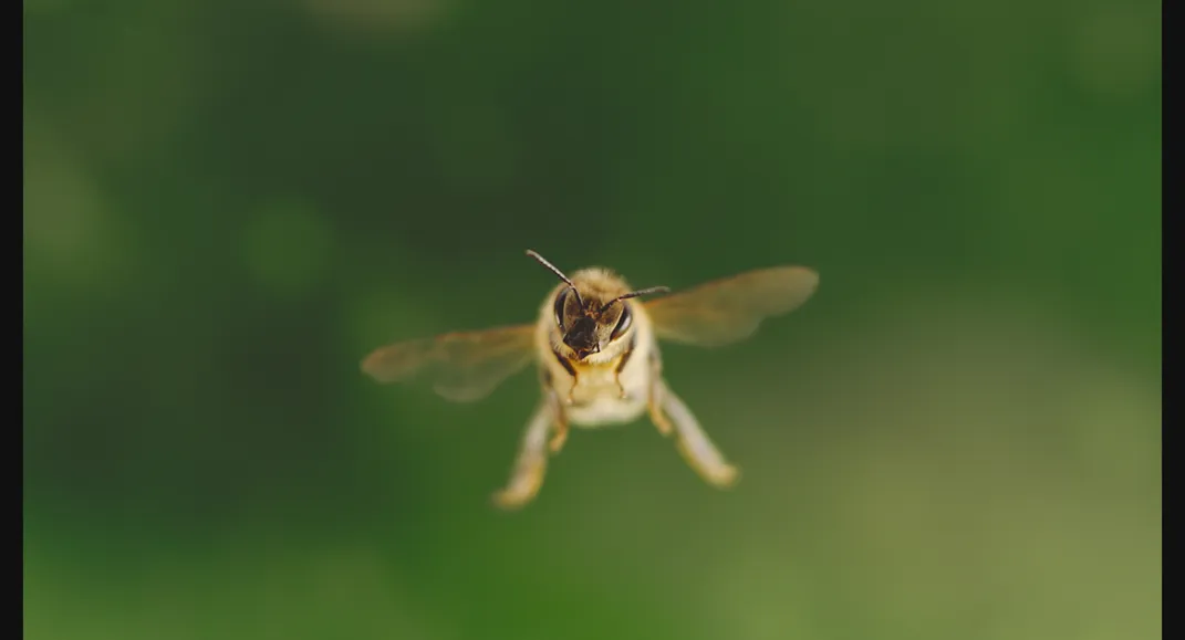 See the Amazing Images That Showcase the Short, Brilliant Lives of Honeybees Throughout the Seasons
