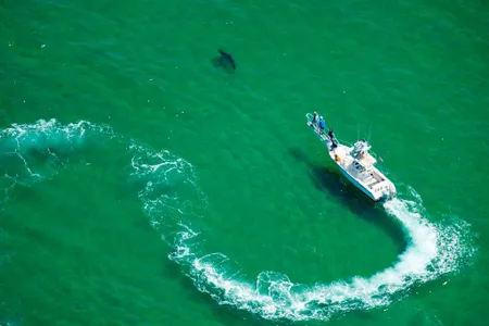 An Atlantic White Shark Conservancy boat and crew work to tag a great white shark in the waters off the shore in Cape Cod, Massachusetts on July 13, 2019.