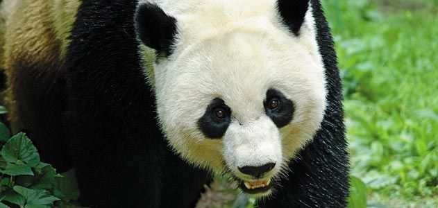 Panda Bear