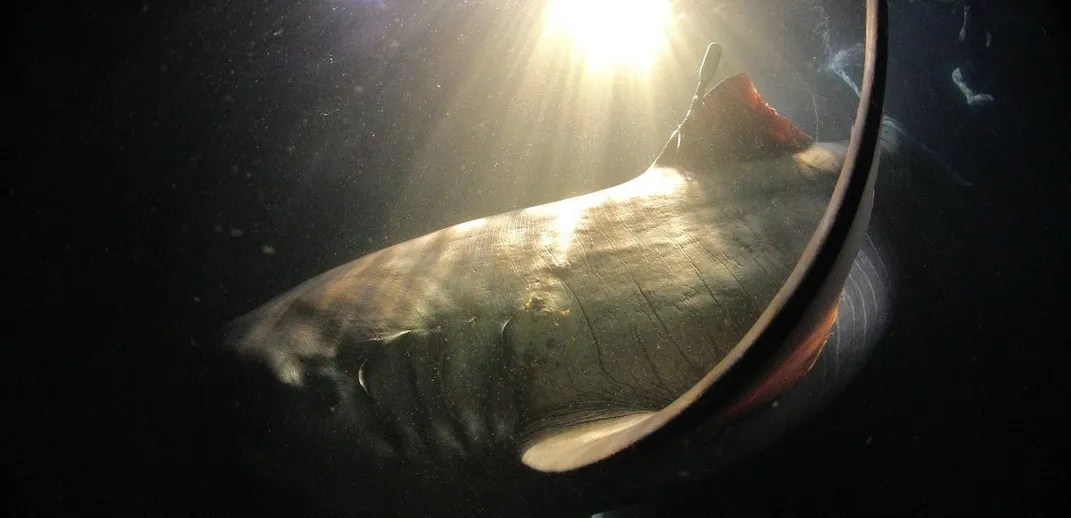 A view from the left side of a shark swimming underwater.