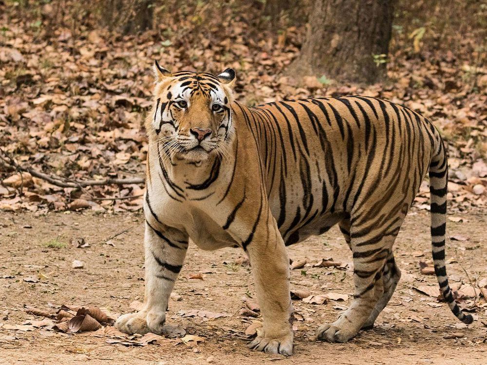 The Royal Bengal Tiger