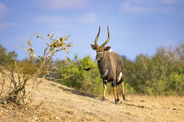 The greater kudu thumbnail