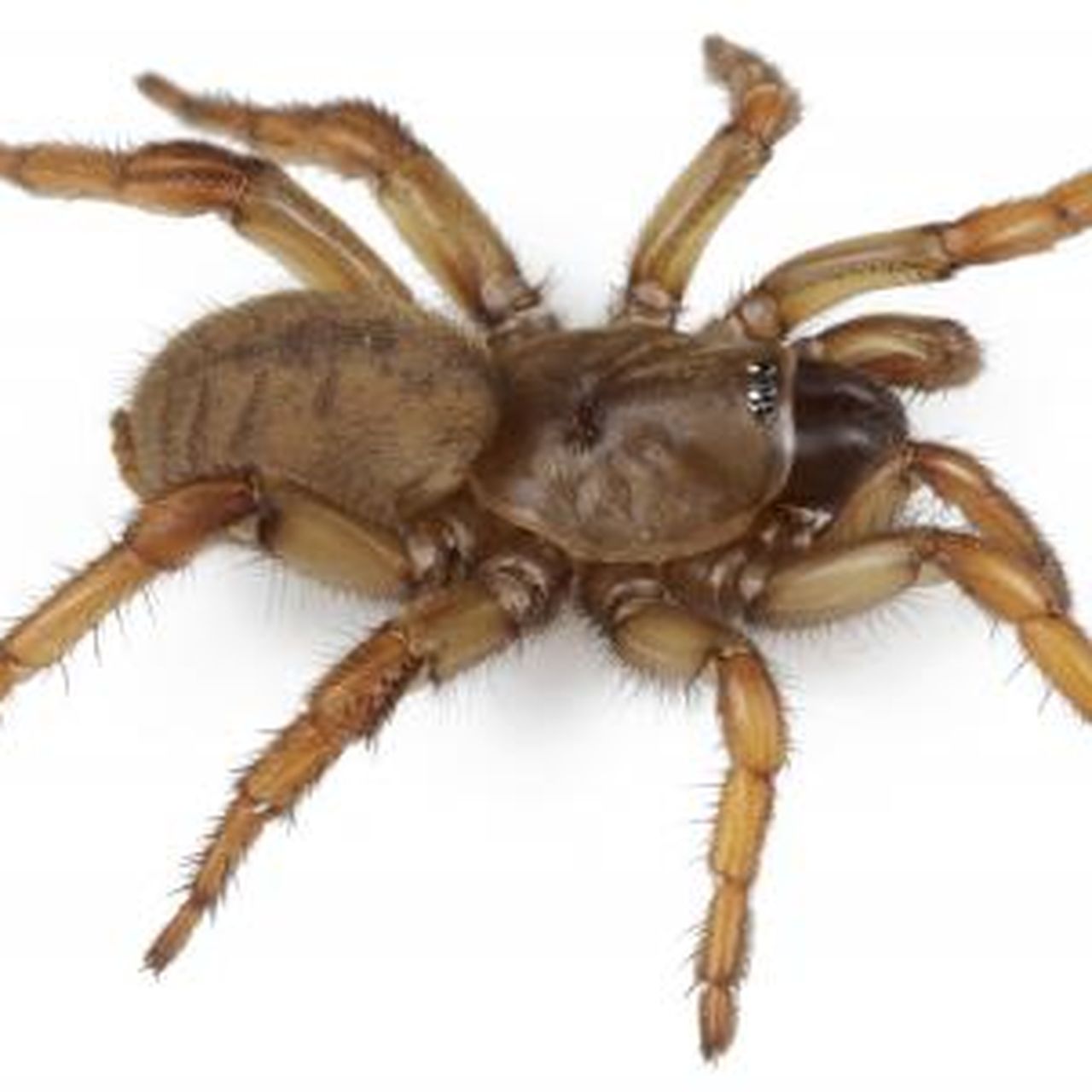 One Spider Genus Has Species Named for Star Wars Monsters, U2
