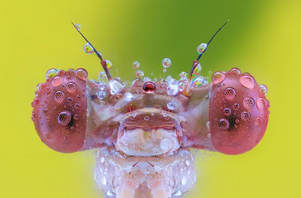 The Jewel Eyed Guardian thumbnail