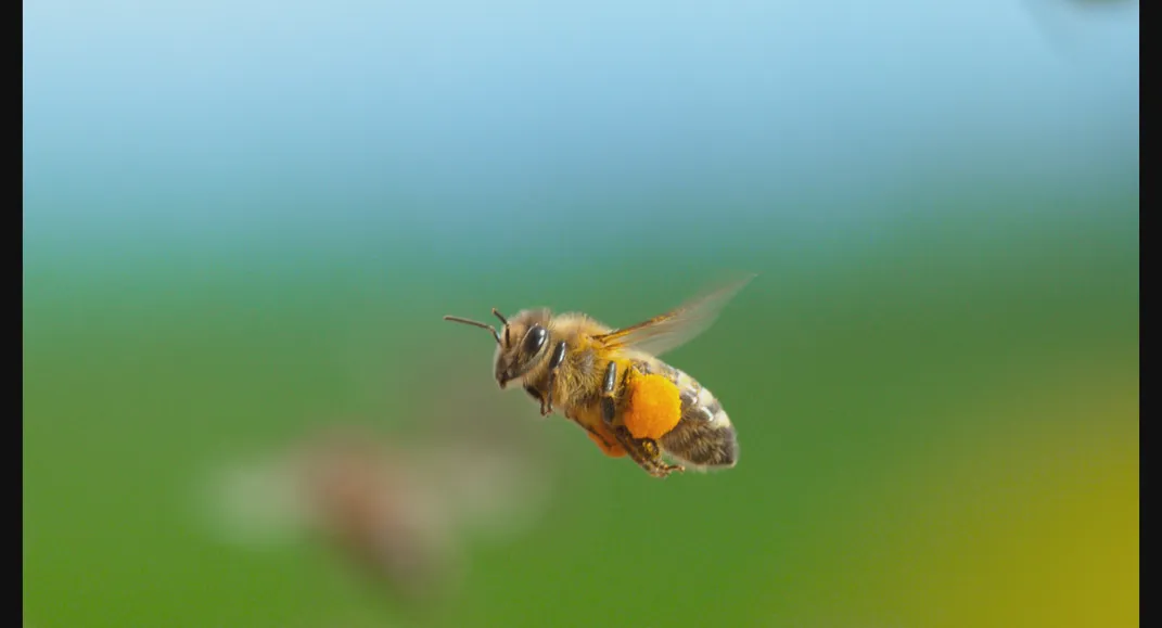 See the Amazing Images That Showcase the Short, Brilliant Lives of Honeybees Throughout the Seasons