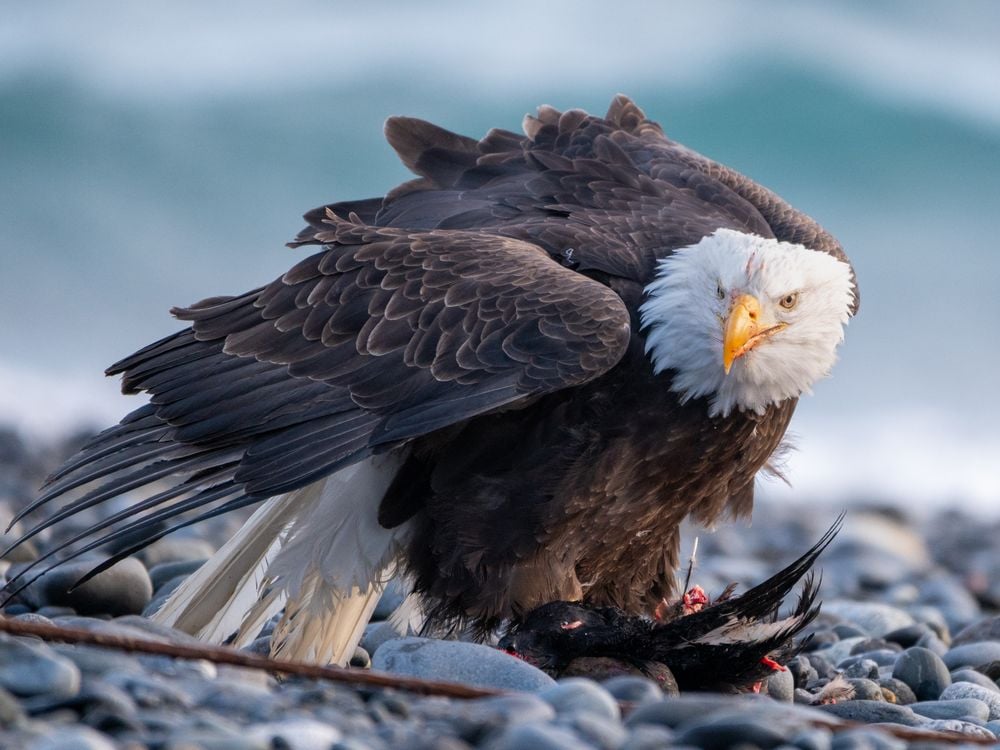 American Predator | Smithsonian Photo Contest | Smithsonian Magazine