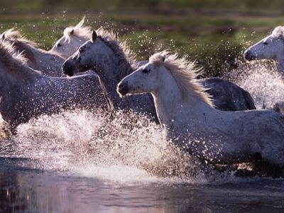 Camargue horses running through water France