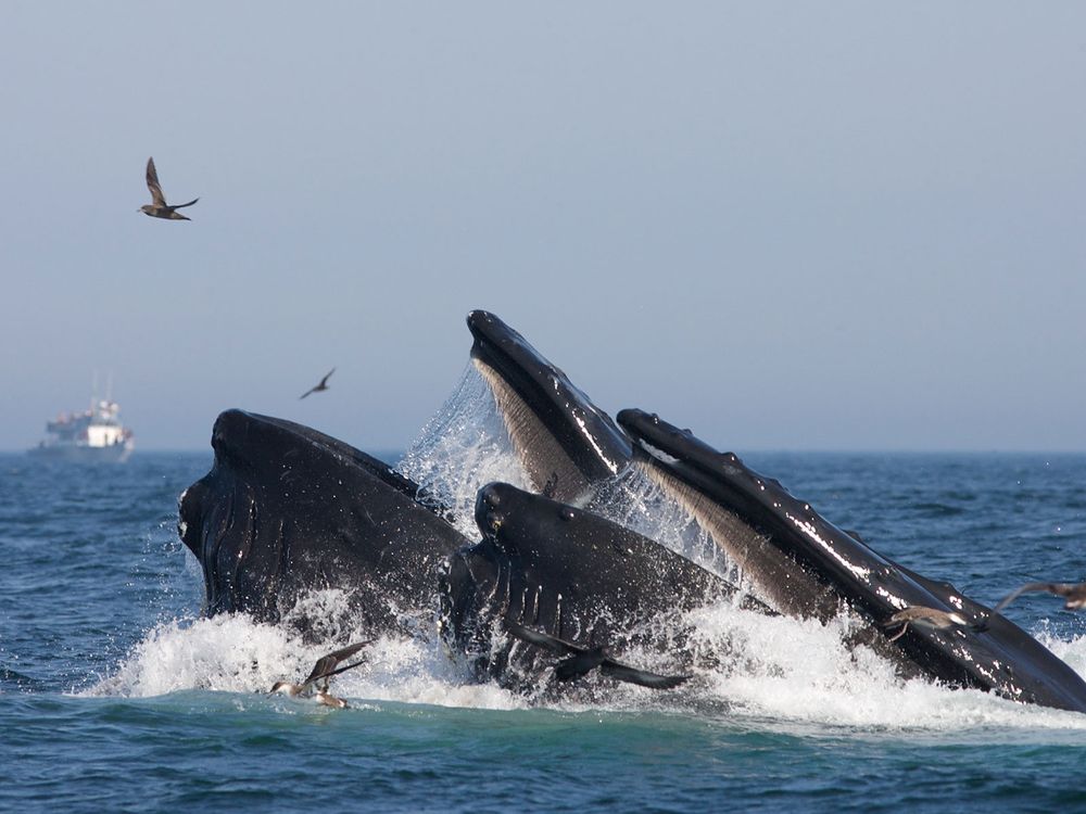 Humpback Whale Feeding