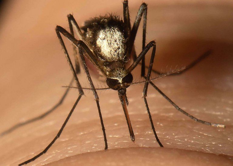 A close-up photo shows a mosquito sitting on a person's skin 