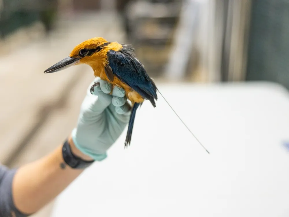 A male Guam kingfisher bird wearing a transmitter on its back is held gently in an animal keeper's gloved hand