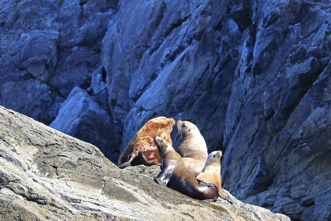 Stellar Sea lions Alaska's Glacier Bay | Smithsonian Photo Contest