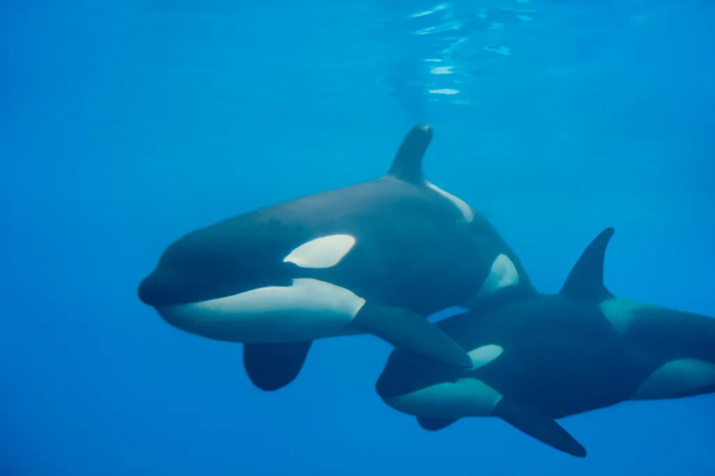 Orca Whales