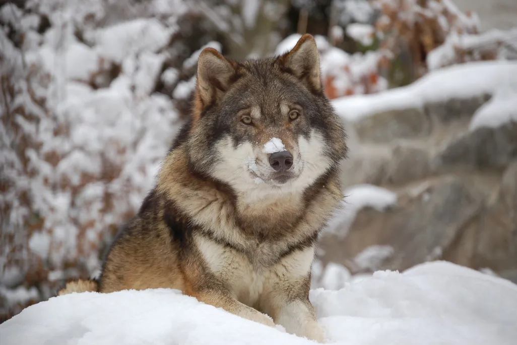 Wolf