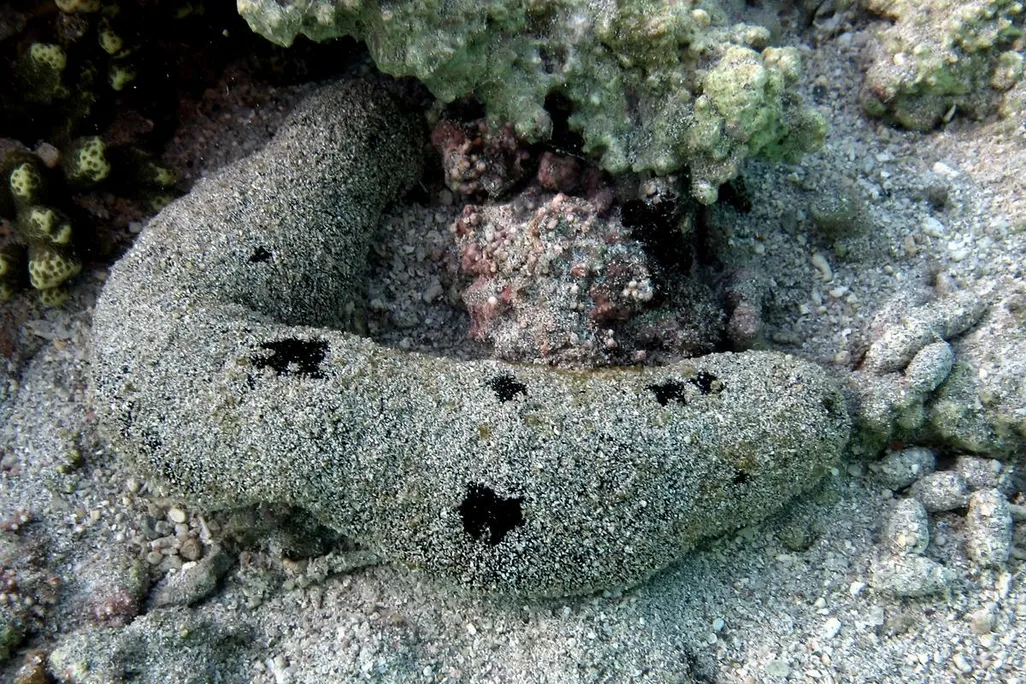 A sea cucumber covered in sand laying on the ocean floor near some yellow colored coral