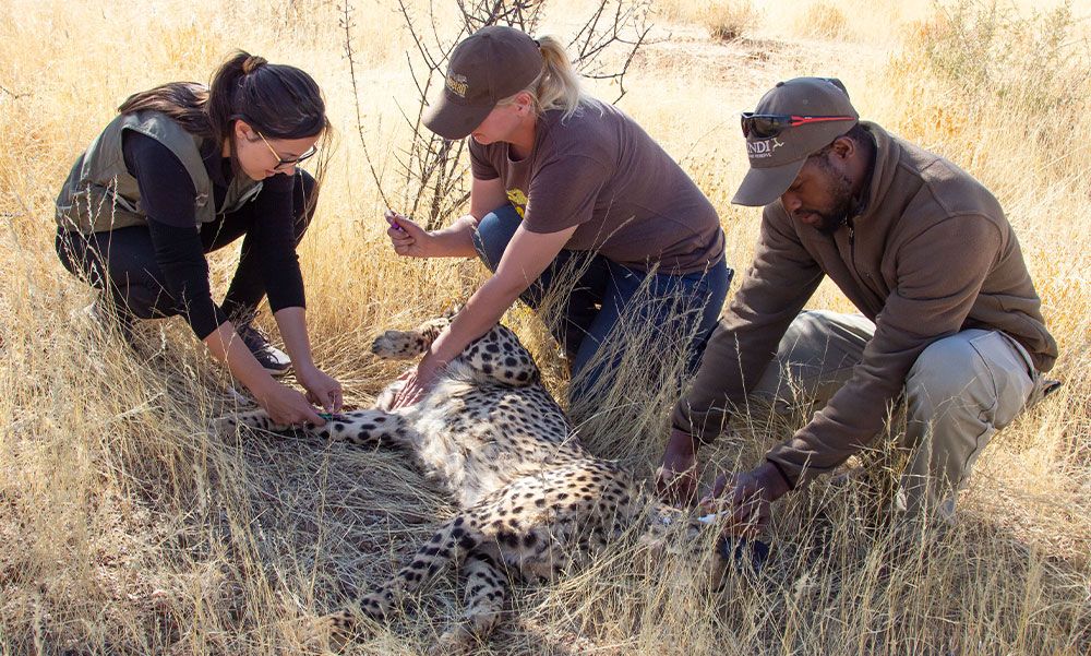 Vets examining a cheetah