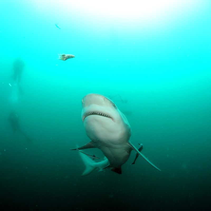 ban shark fin - Two Fish Divers