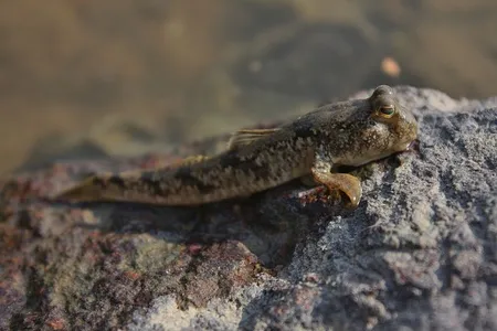 A mudskipper clings to a rocky embankment. 