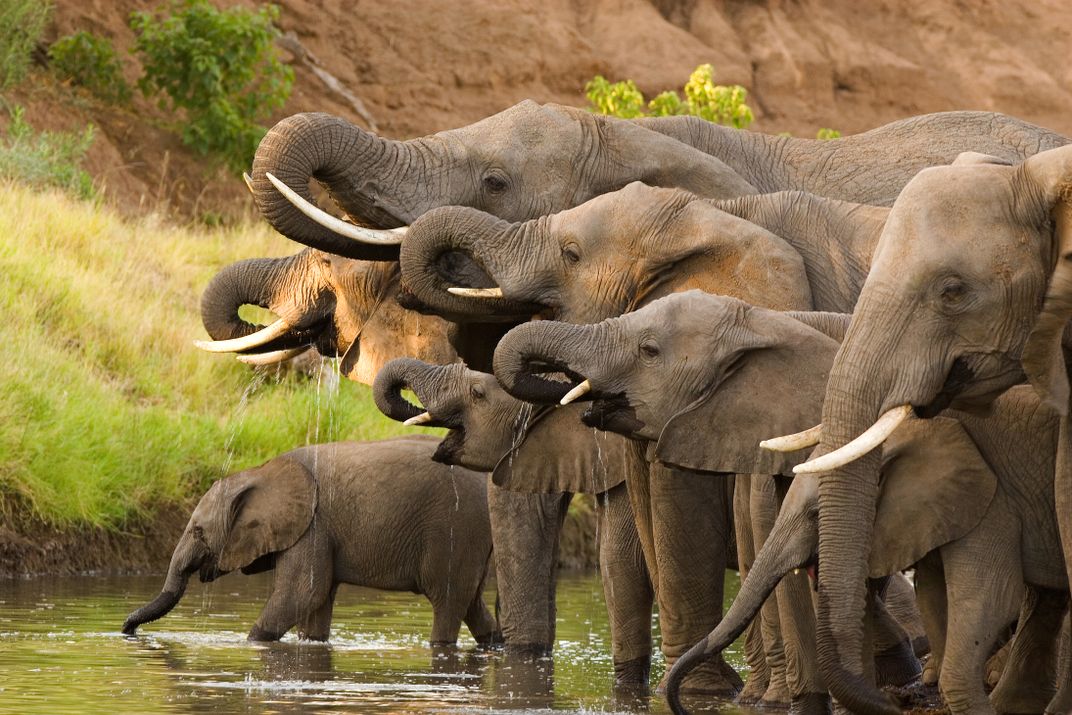 Elephants at a watering hole
