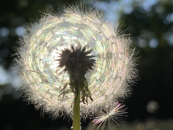 Dandelion Rainbow thumbnail