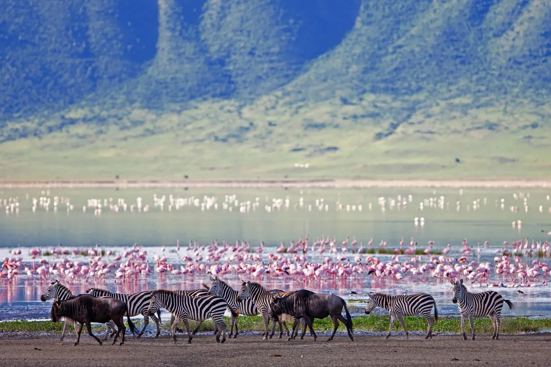Wildlife at Ngorongoro Crater