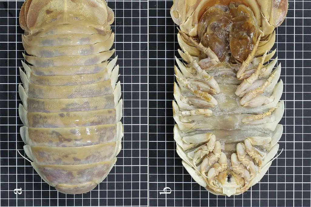 Front and back view of the new giant isopod species