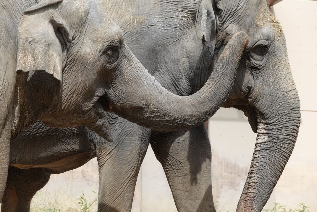 A close-up of two female Asian elephants. The elephant on the left uses her trunk to touch the face of the elephant on the right.