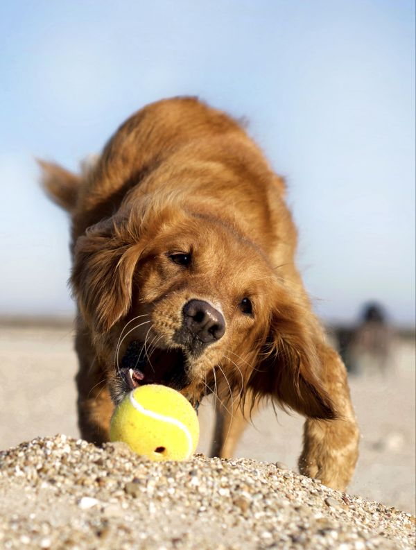 Golden retriever playing fetch at the beach thumbnail