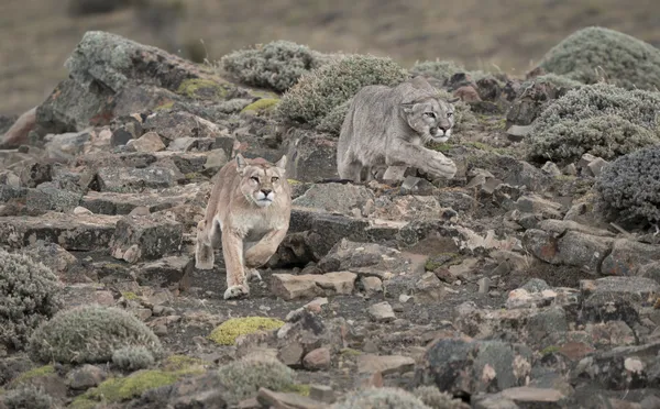 On the Hunt thumbnail