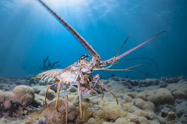 Lobster Walk thumbnail