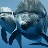 These 11 Wildlife Images From the Ocean Conservancy’s Photography Contest Showcase the Wonder of Earth’s Waters icon