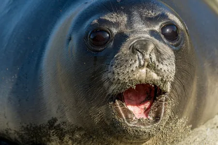 An elephant seal pup on South Georgia Island