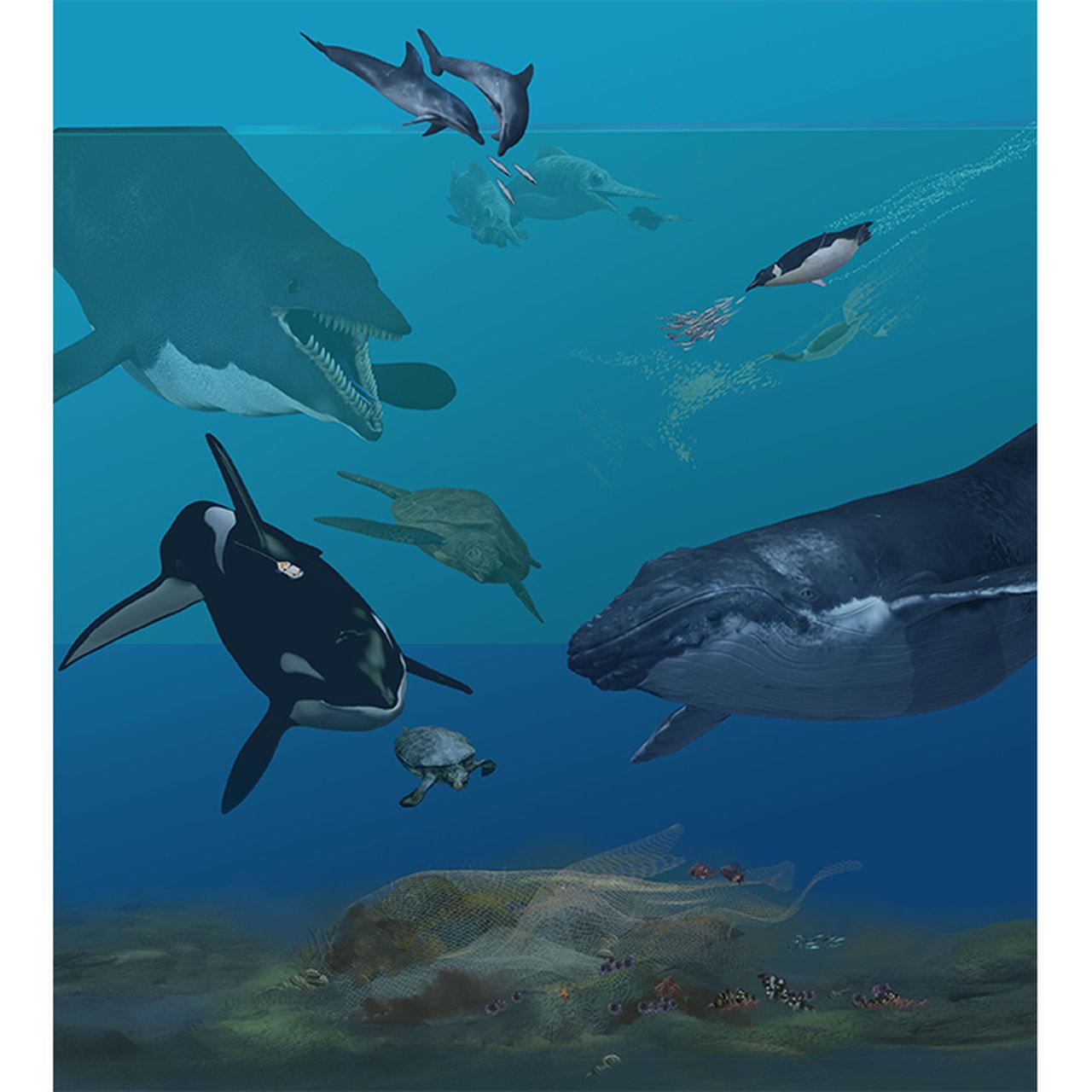 Evolution Of Sea Life