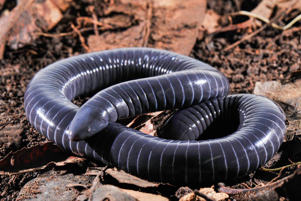 Caecilian