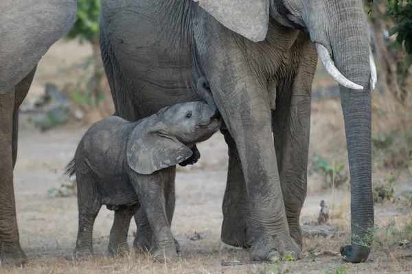 Nursing Baby Elephant thumbnail