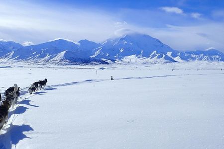 Denali's dogsled teams mush for weeks at a time to the far-flung corners of a park that stretches over 6 million acres. 