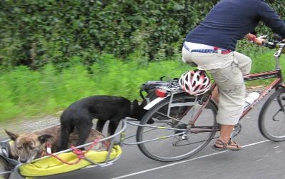 Petra Van Glabbeek tows Ouiza (staring out the rear) and Coco (standing, and getting a free snout-scratch from the turning wheel) on a luggage-less day ride. On uphill climbs, the dogs are asked to trot alongside the bikes.