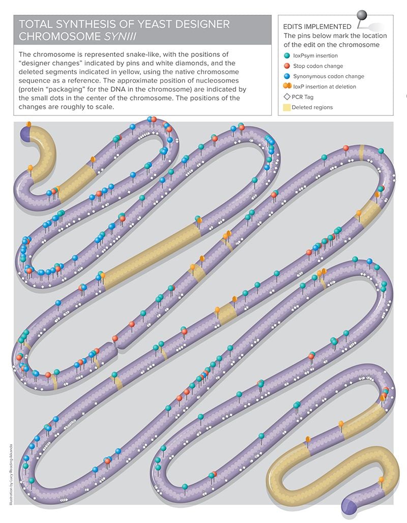 Yeast chromosome map