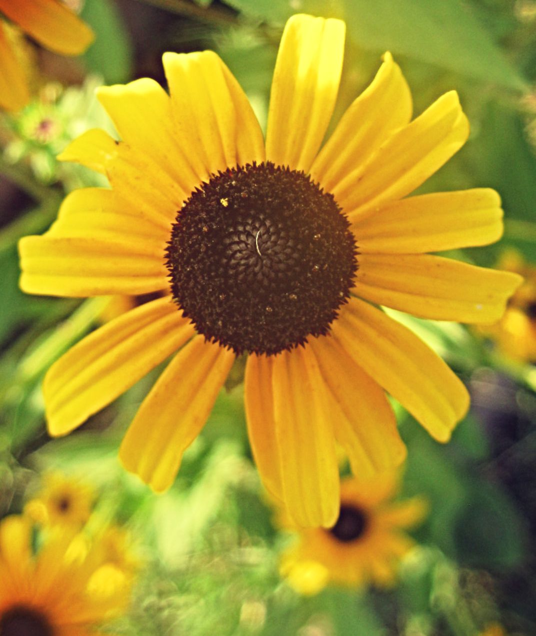 Black Eyed Susan Days Smithsonian Photo Contest Smithsonian Magazine