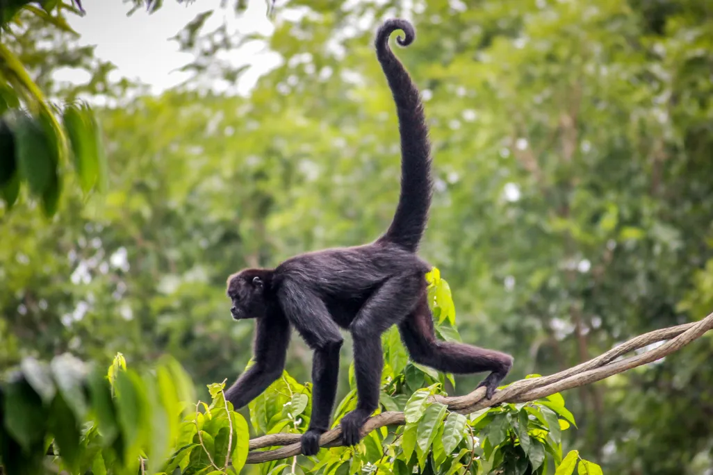 A black spider monkey walks across and branch against a green backdrop