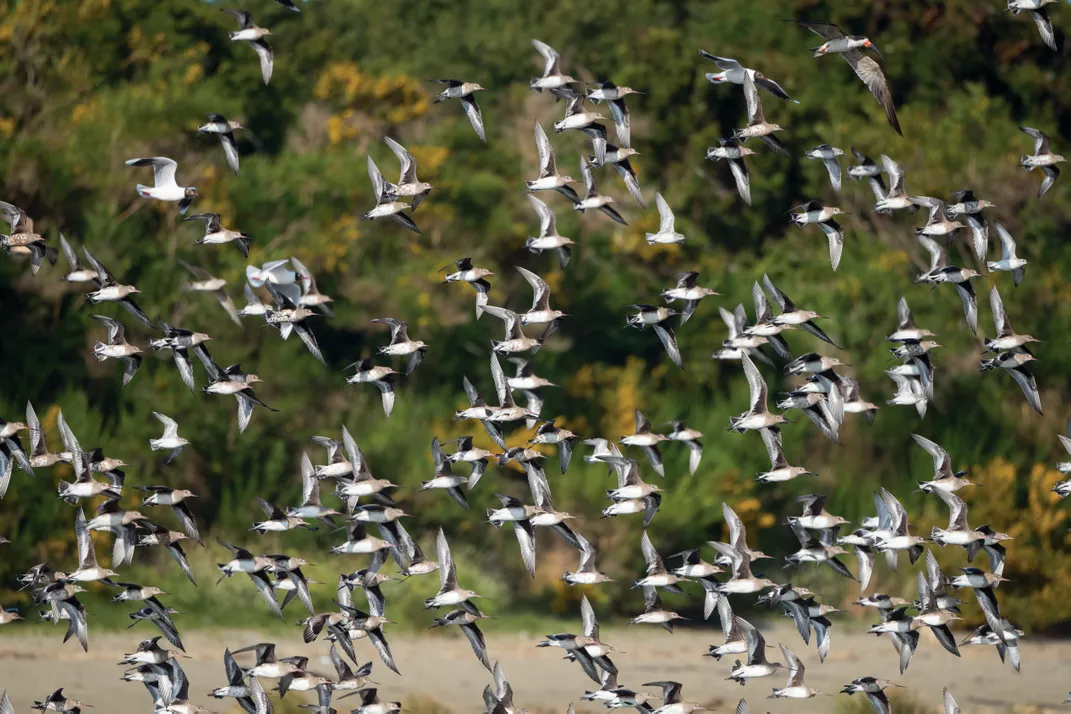 flock of Hudsonian godwits