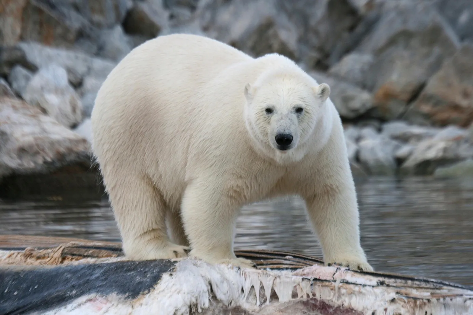 Polar Bears are Eating Dolphins, Probably Thanks to Climate Change, Smart  News