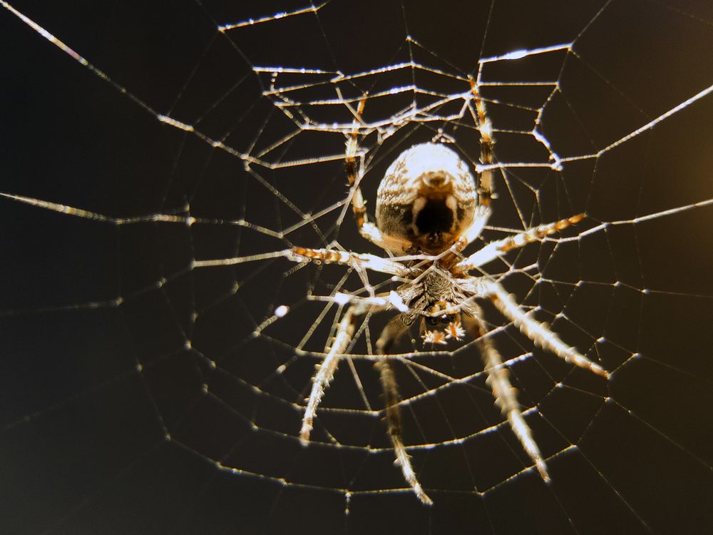 Ask Smithsonian: How Do Spiders Make Their Webs?