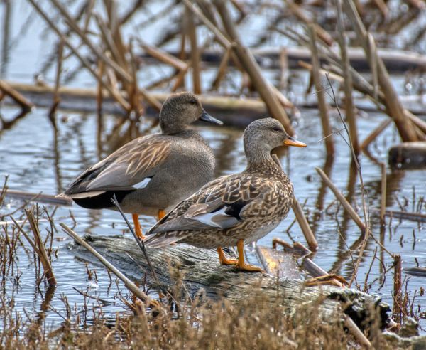 Mr. And Mrs. Gadwall thumbnail