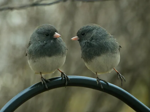 Dark- Eyed Junco Composite thumbnail