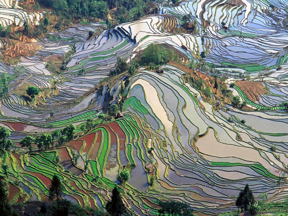 Rice Fields