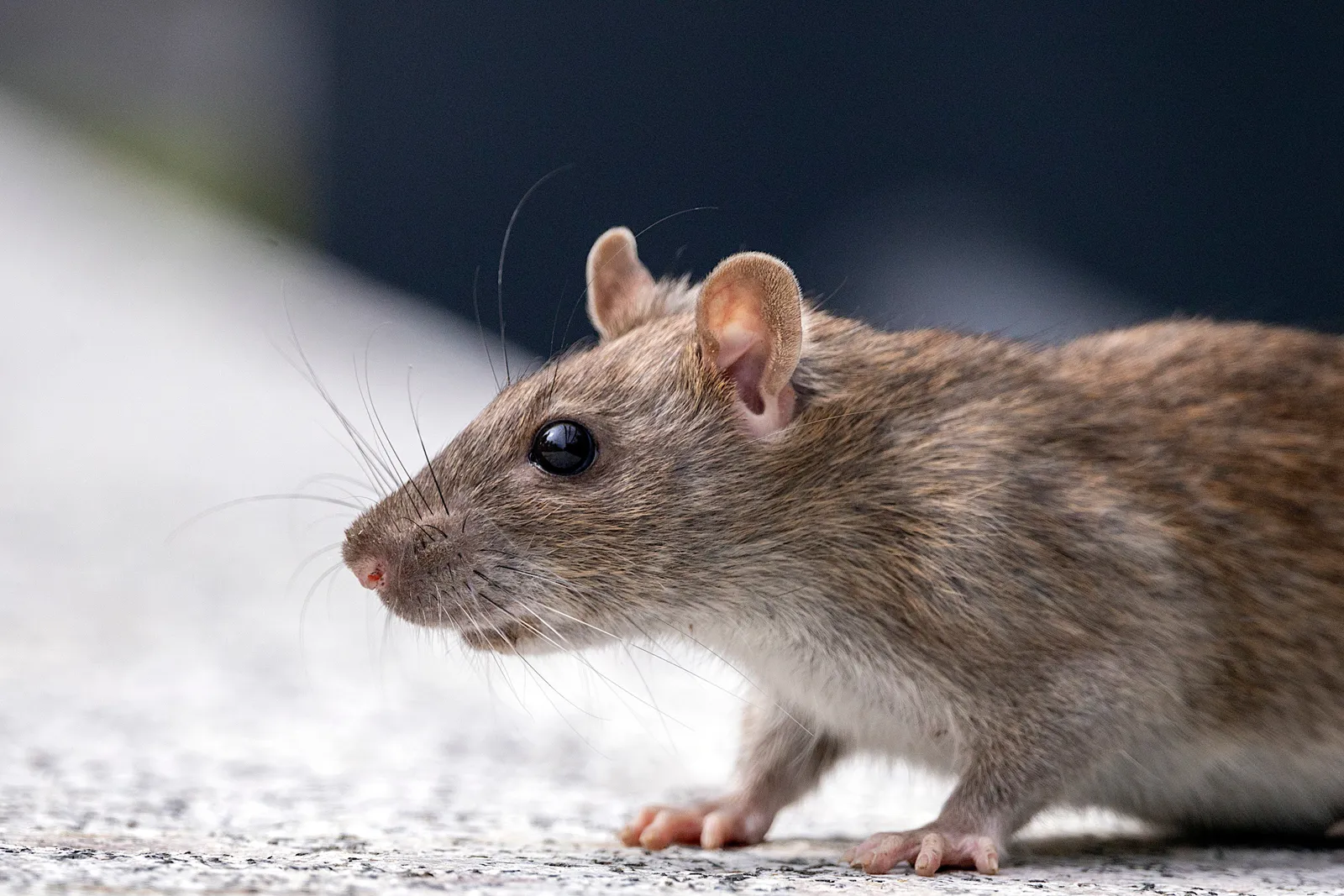 Rats Can Use Imagination to Navigate in Virtual Reality, Study