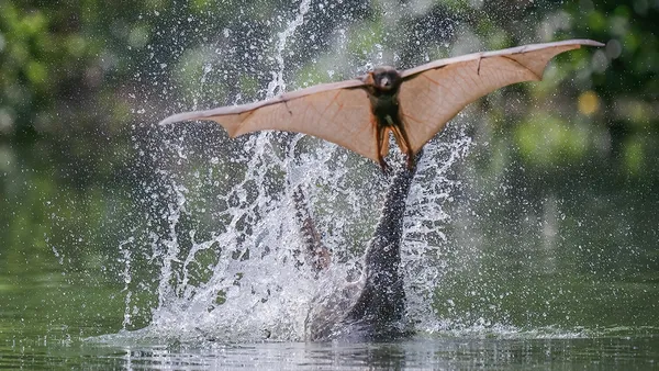 Flying crocodile catches bat in mid air_0002 thumbnail