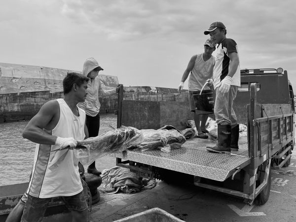 Morning Work at the Harbor thumbnail